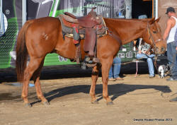 Steer Wrestling