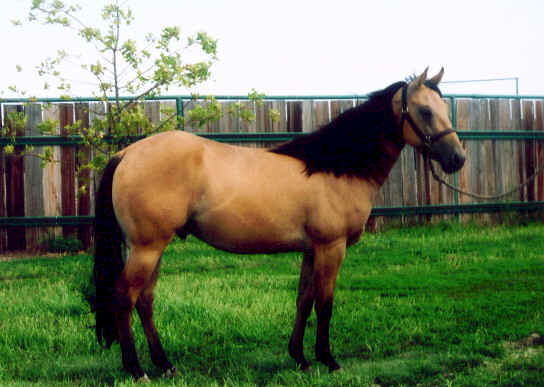 show horse