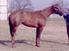 barrel horse